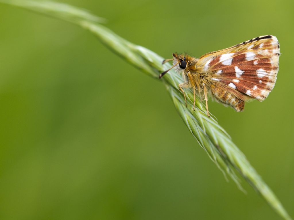 Spialia sertorius